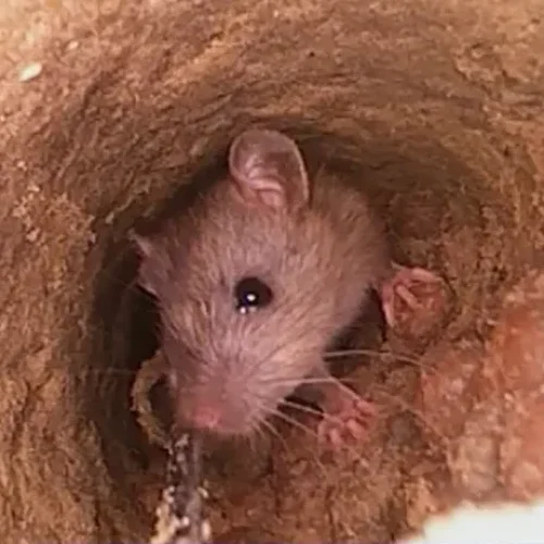 rotte-2